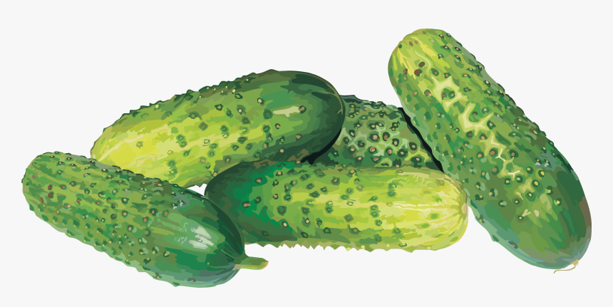 Cucumber Free Download Png - Cucumber Png, Transparent Png, Free Download