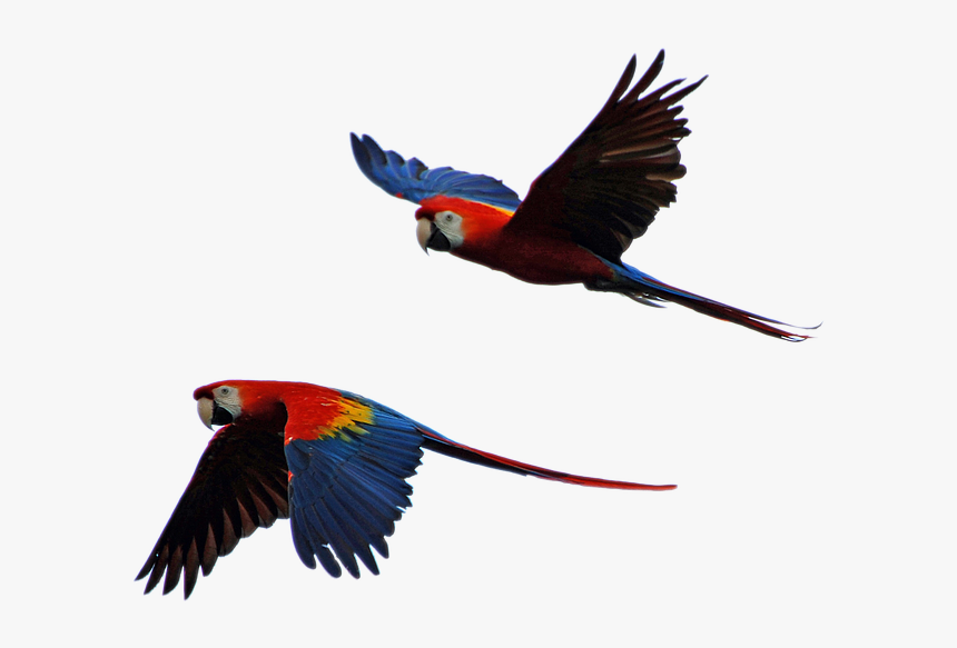 Free Photo Parrot Isolated Parrots Flight - Transparent Parrot Flying Png, Png Download, Free Download