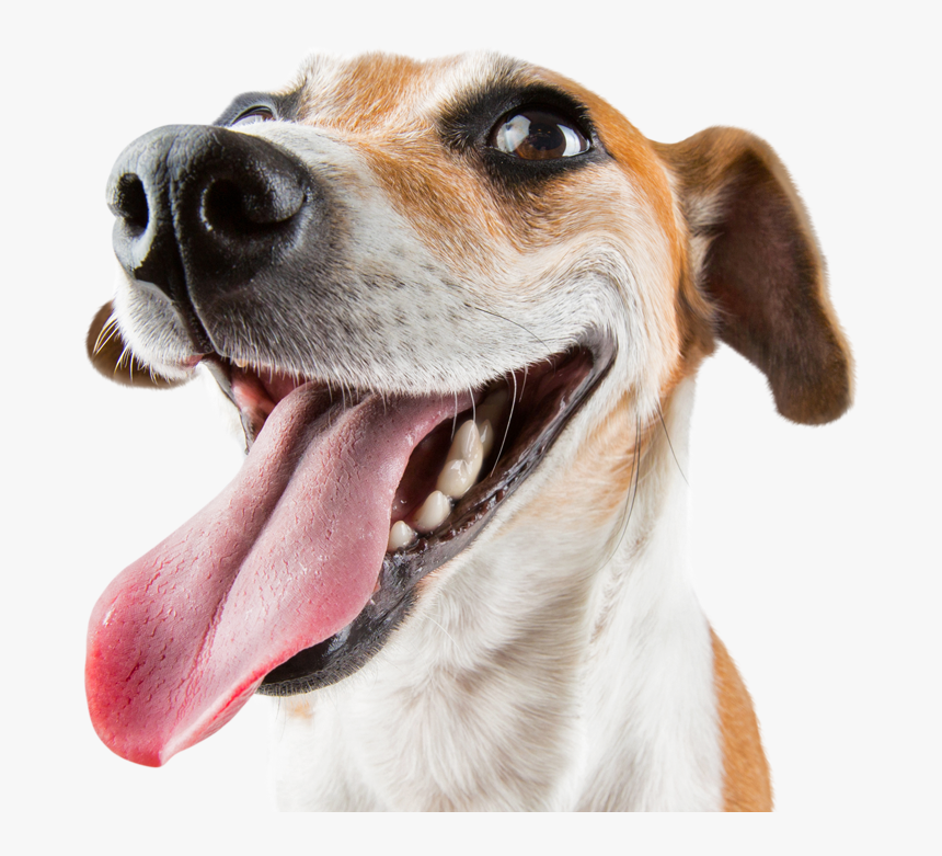 Email Djanos Tu E Mail Y Te Enviaremos - Happy Dog White Background, HD Png Download, Free Download