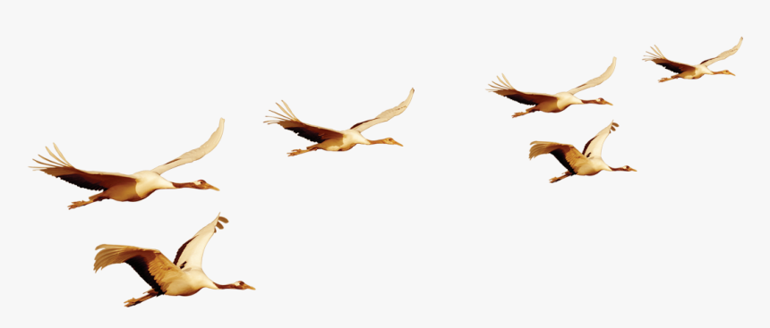 Bird Flight Bird Flight Euclidean Vector - Flock, HD Png Download, Free Download