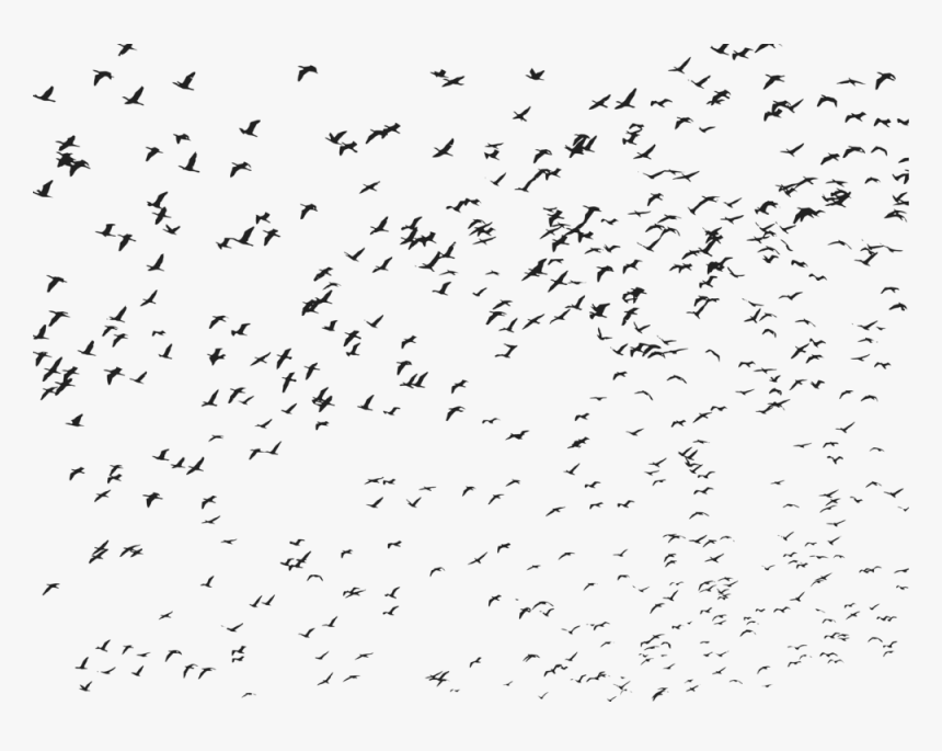 Line Art,bird Migration,angle - Flock Of Birds Transparent, HD Png Download, Free Download