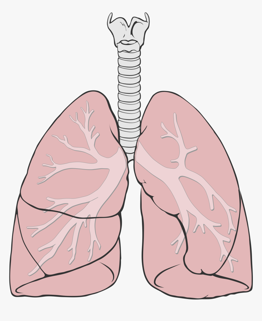 Simple Respiratory System Png, Transparent Png, Free Download