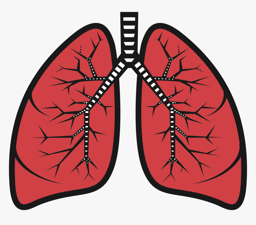 Lung Clip Art Surgery - Lungs Clipart, HD Png Download, Free Download