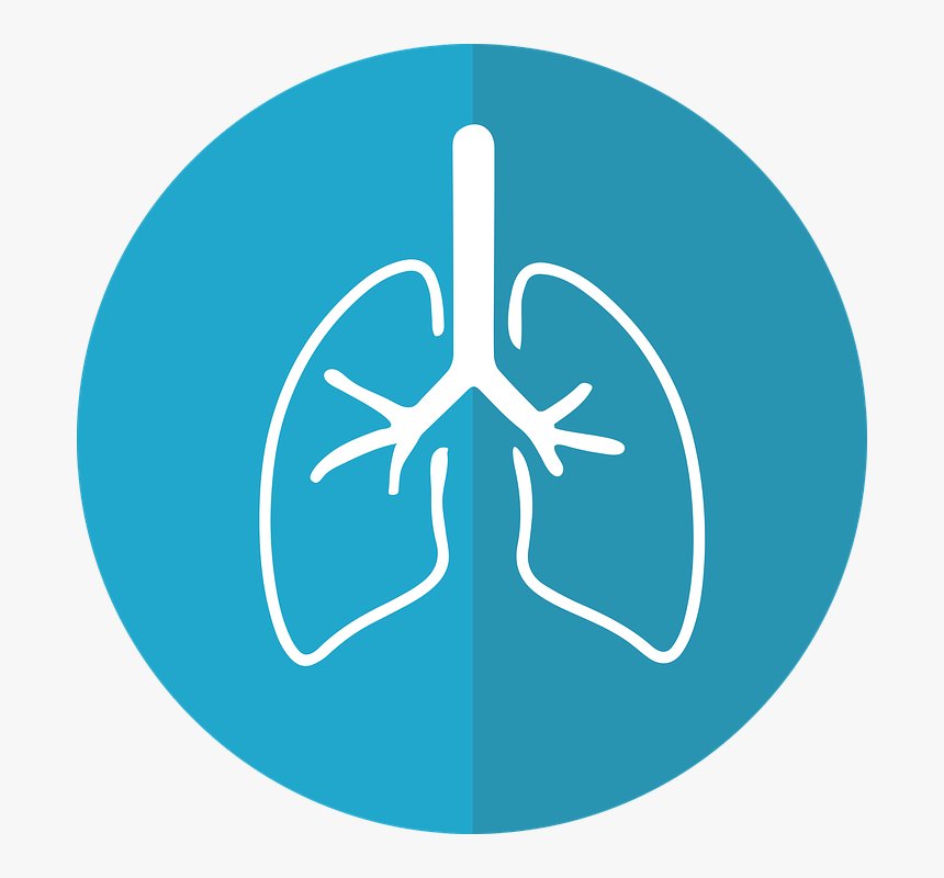 Pulmones, Pulmón Icono, Respiración, Anatómica - Icon Lungs Png, Transparent Png, Free Download