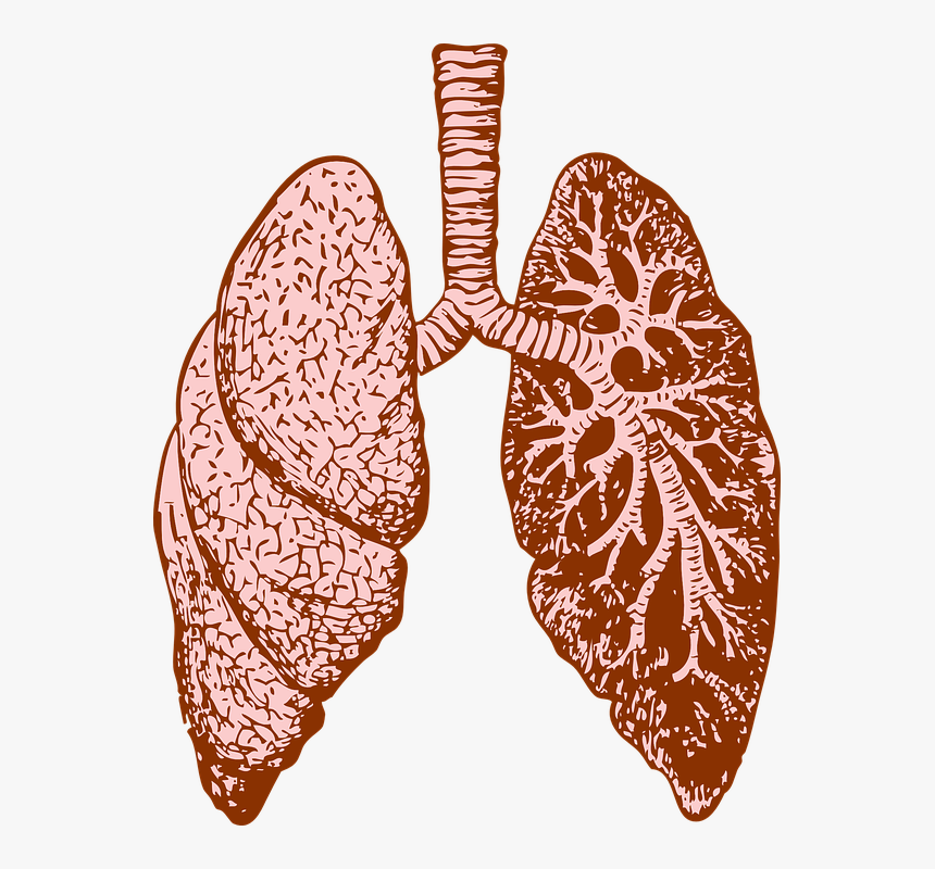 Pulmones, Órgano, Humana, Diagrama, Medicina - Fractales En El Cuerpo Humano, HD Png Download, Free Download