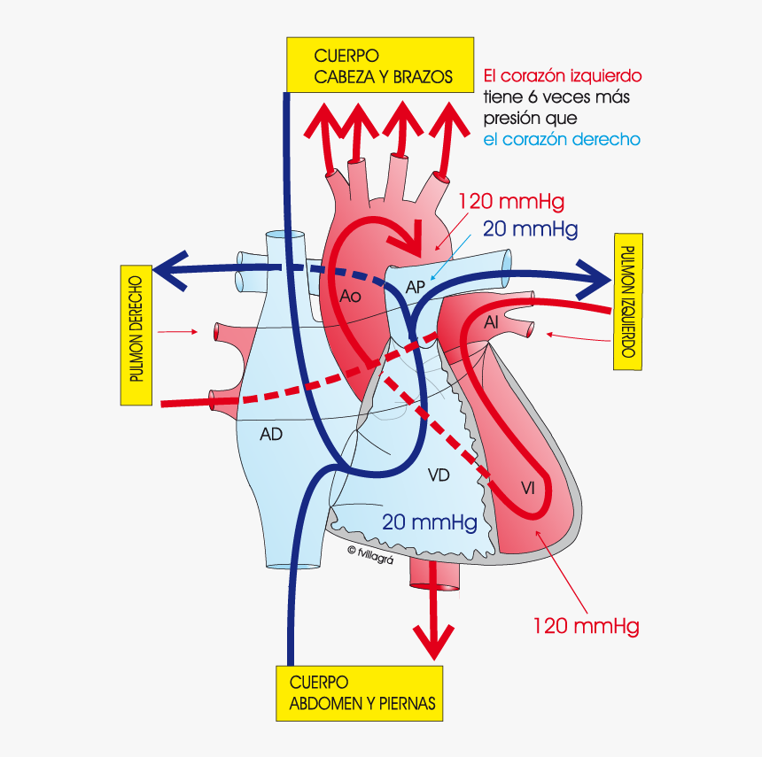 Presion Arterial Pulmonar Normal, HD Png Download, Free Download