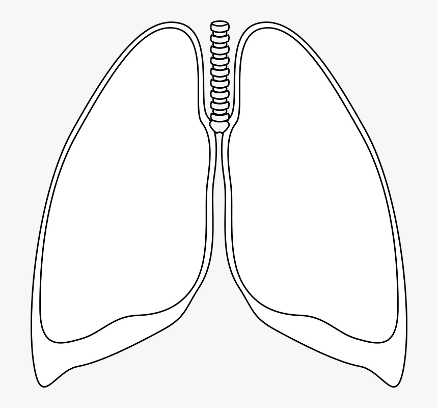 Pulmones, Claro, Bronquios, Humana, Anatomía - White Lungs, HD Png Download, Free Download