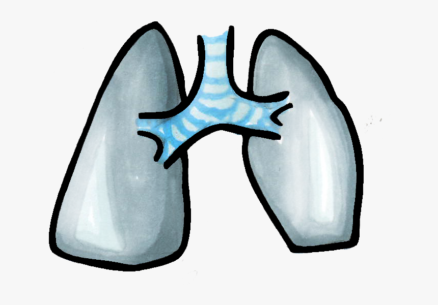 Corazón Pulmones , Png Download - Pulmones Fáciles De Dibujar, Transparent Png, Free Download