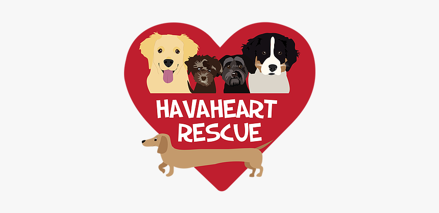 Havaheartrescue-01 - Border Collie, HD Png Download, Free Download