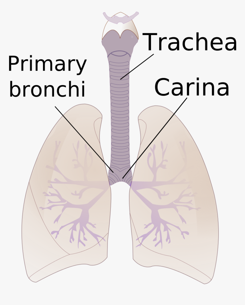 Carina Of Trachea, HD Png Download, Free Download