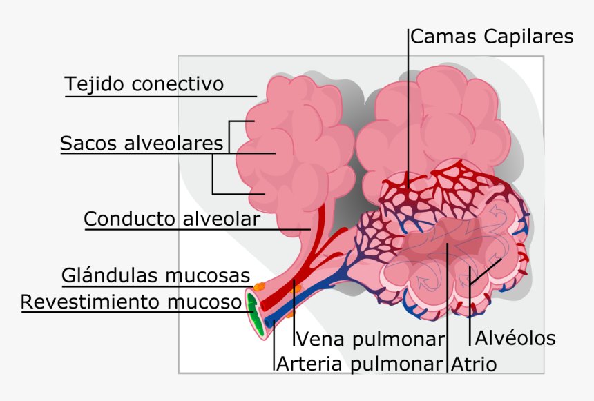 Diagram Of Alveoli, HD Png Download, Free Download