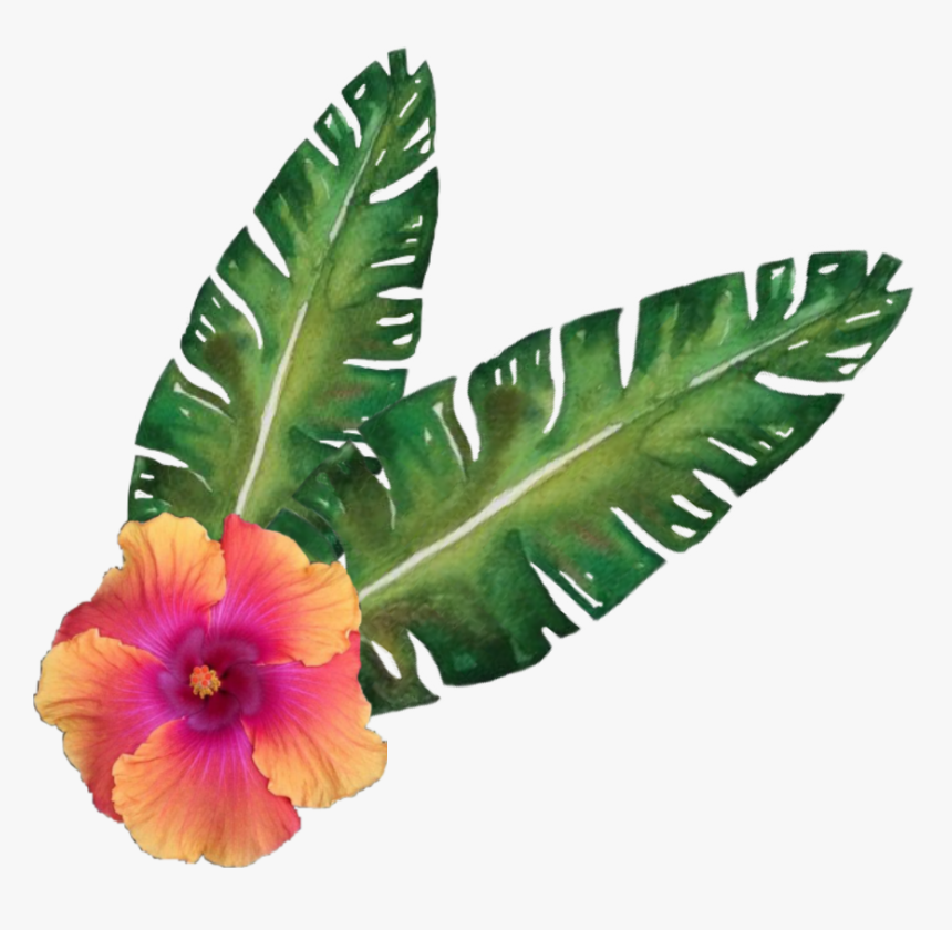 Transparent Hibiscus Flower Png - Tropical Flowers Corner Free, Png Download, Free Download