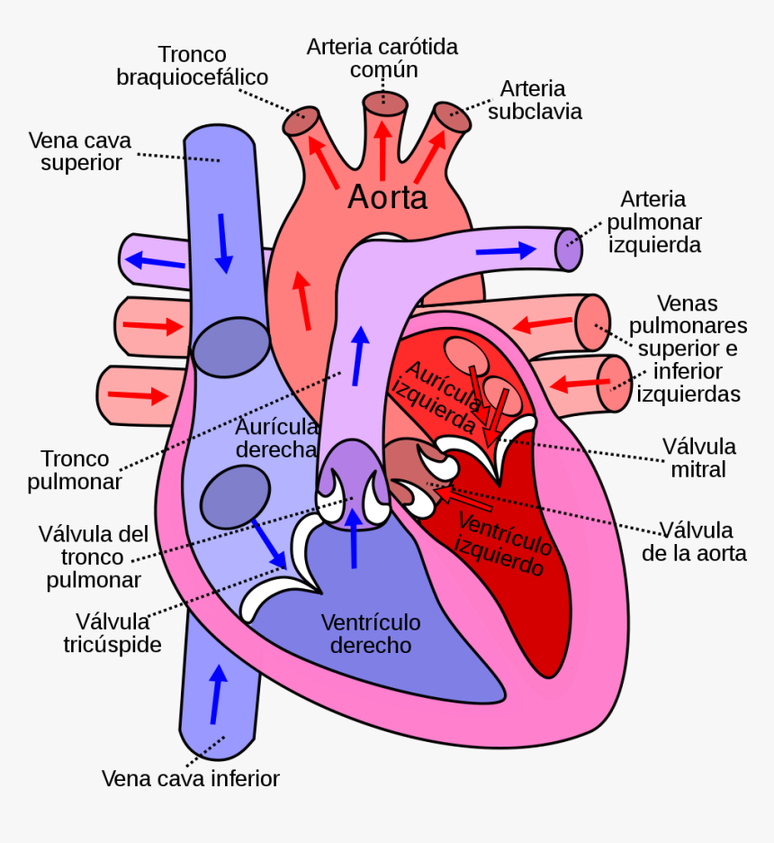 Corazã³n Humano - Side Of The Heart Pumps Blood, HD Png Download, Free Download