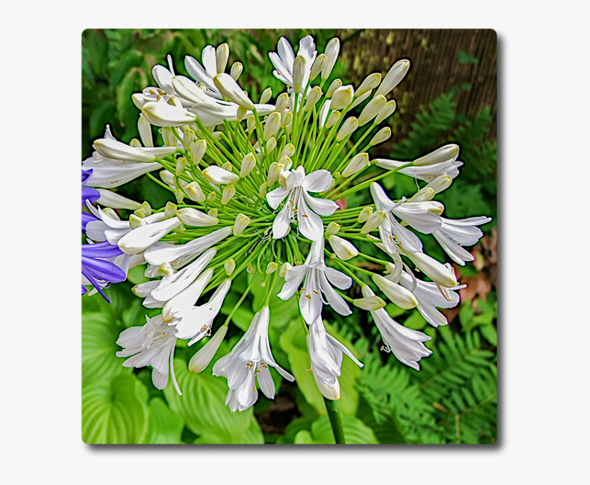 Agapanthus, HD Png Download, Free Download