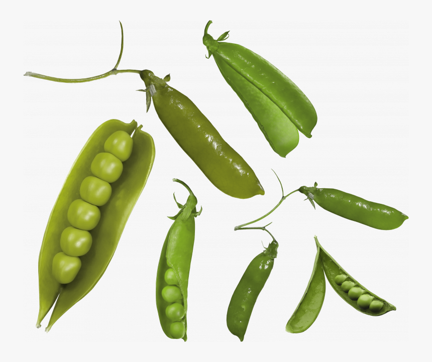 Free Download Of Pea Png Picture - Snow Peas, Transparent Png, Free Download