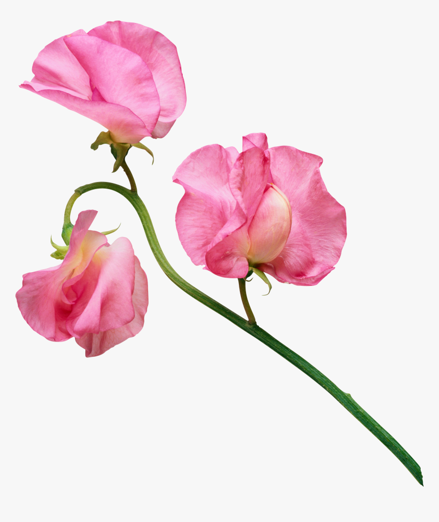 Sweet Peas Flower Clip Art Www Pixshark Com Images - Watercolor Sweet Pea Flowers, HD Png Download, Free Download