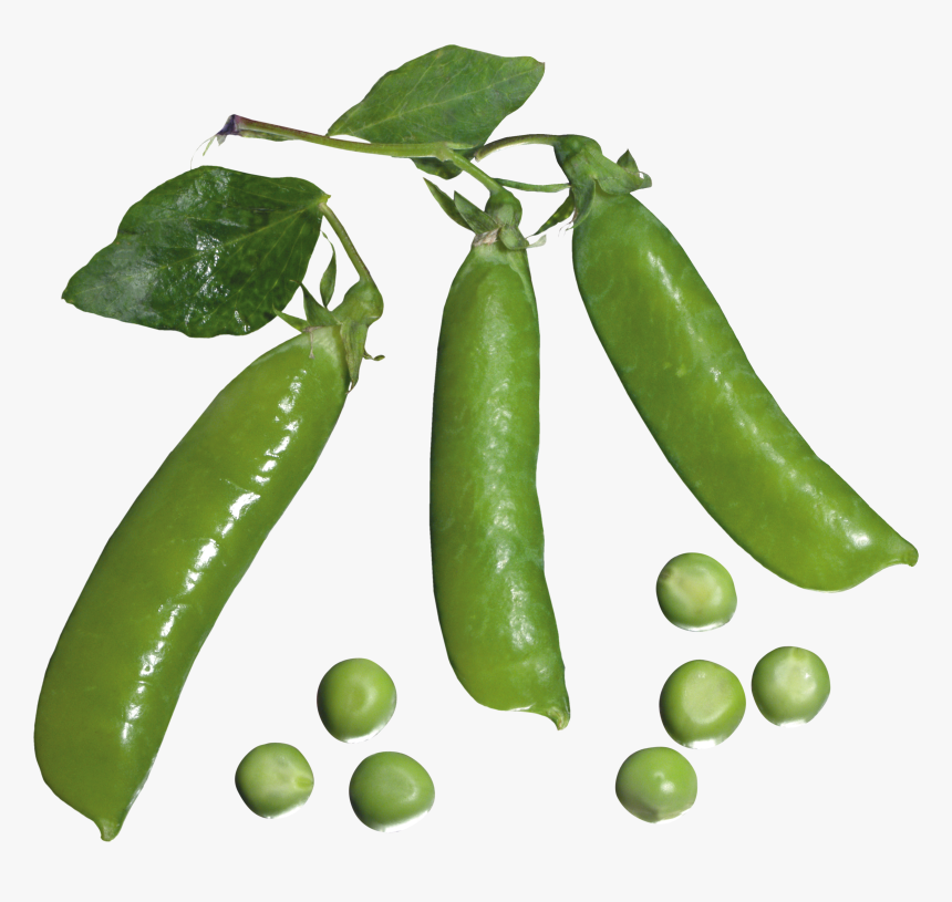 Pea, HD Png Download, Free Download