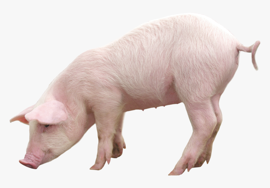 Pig Png, Transparent Png, Free Download