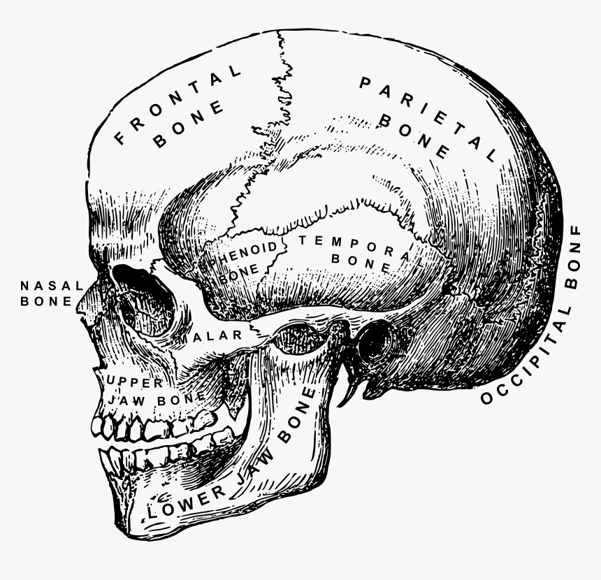 Clip Art Human Skull Clipart - Vintage Skull Anatomical Drawing, HD Png Download, Free Download