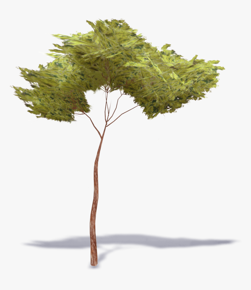 Stone Pine Tree 33d View"
 Class="mw 100 Mh 100 Pol - Stonepine Tree, HD Png Download, Free Download