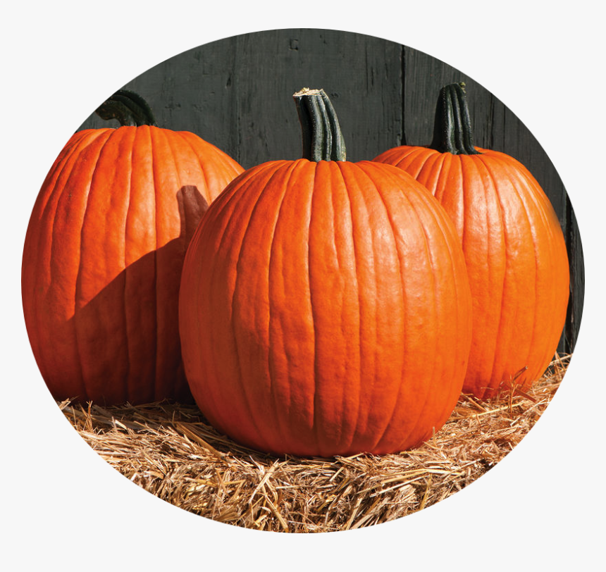 Pumpkin - Carve Out Some Time For Your Spine, HD Png Download, Free Download