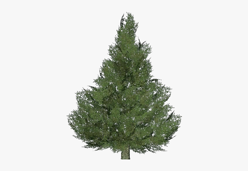 Silver Fir Tree - Fir Christmas Tree, HD Png Download, Free Download