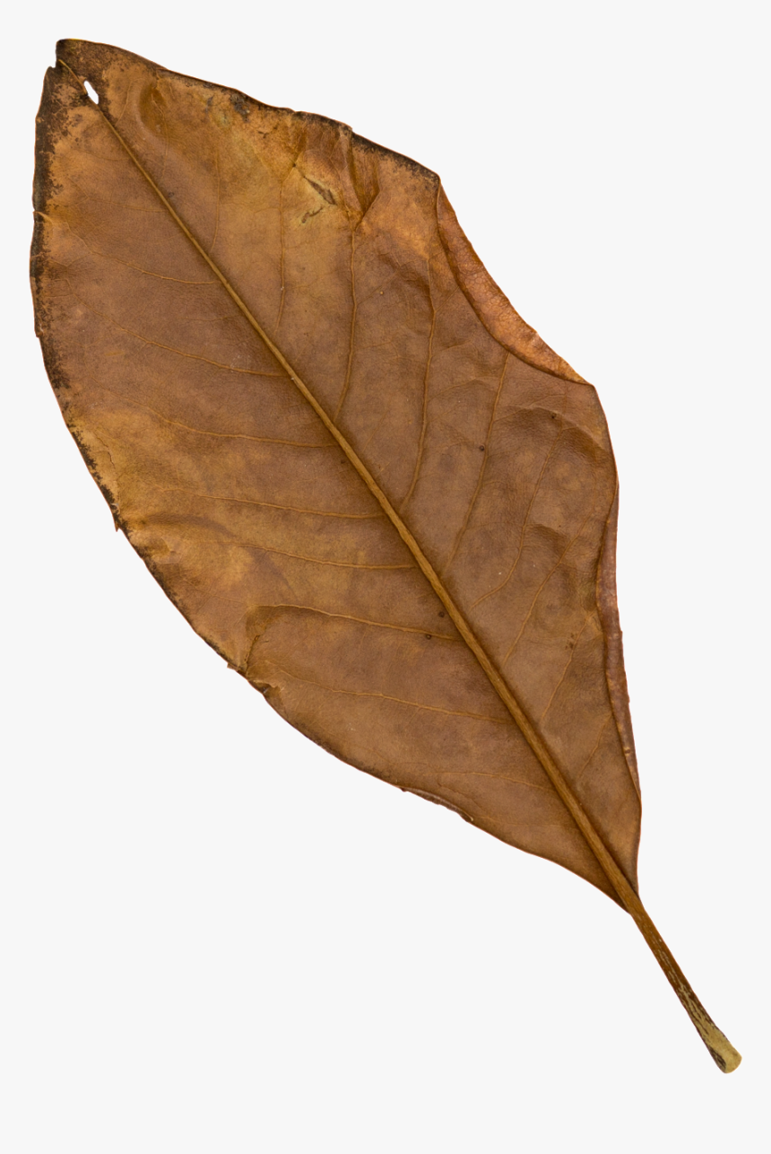 Brown Black Leaf Transparent Decorative - Brown Real Leaf Png, Png Download, Free Download