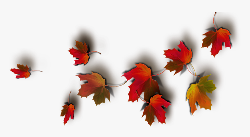 Today Feels Like A Real Autumn Day - Real Leaves Png Fall Leaf Transparent Background, Png Download, Free Download