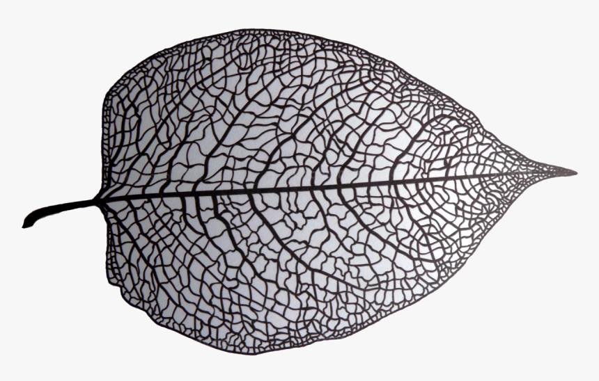 Transparent Black Leaf Png - Leaf Skeleton Png, Png Download, Free Download