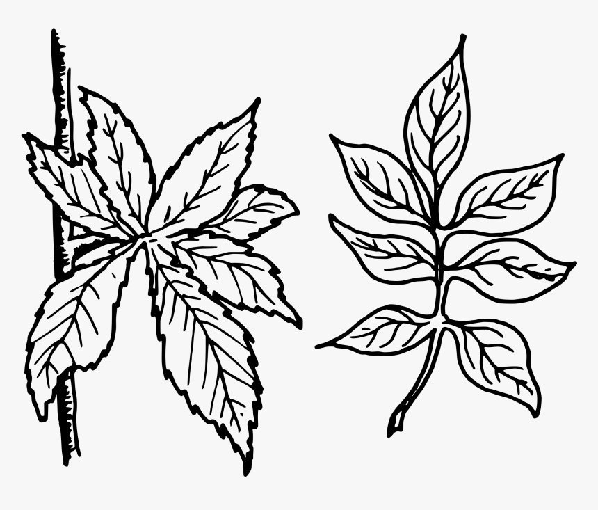 Compound Leaves Clip Arts - Simple And Complex Leaf, HD Png Download, Free Download