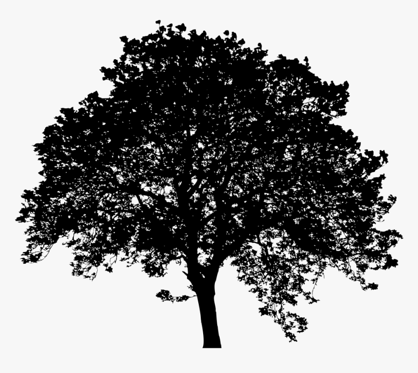 Black tree. Силуэт кленового дерева. Каштан силуэт дерева. Липа силуэт дерева. Падающее дерево силуэт