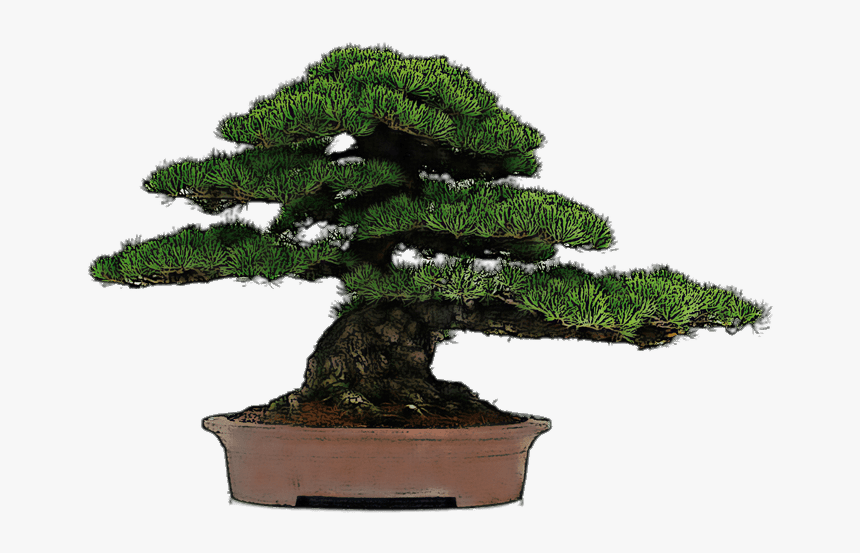 Bonsai Drawing - Transparent Bonsai Tree Png, Png Download, Free Download