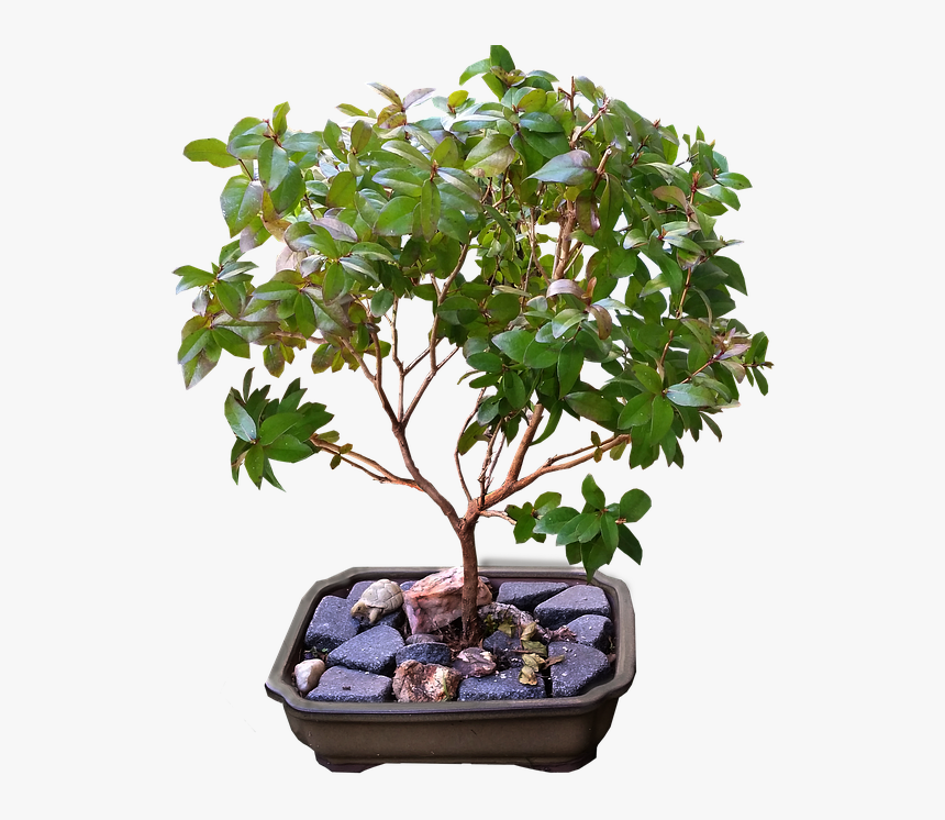 Bonsai, Myrtle, Tree - Ficus Bonsai Tree, HD Png Download, Free Download