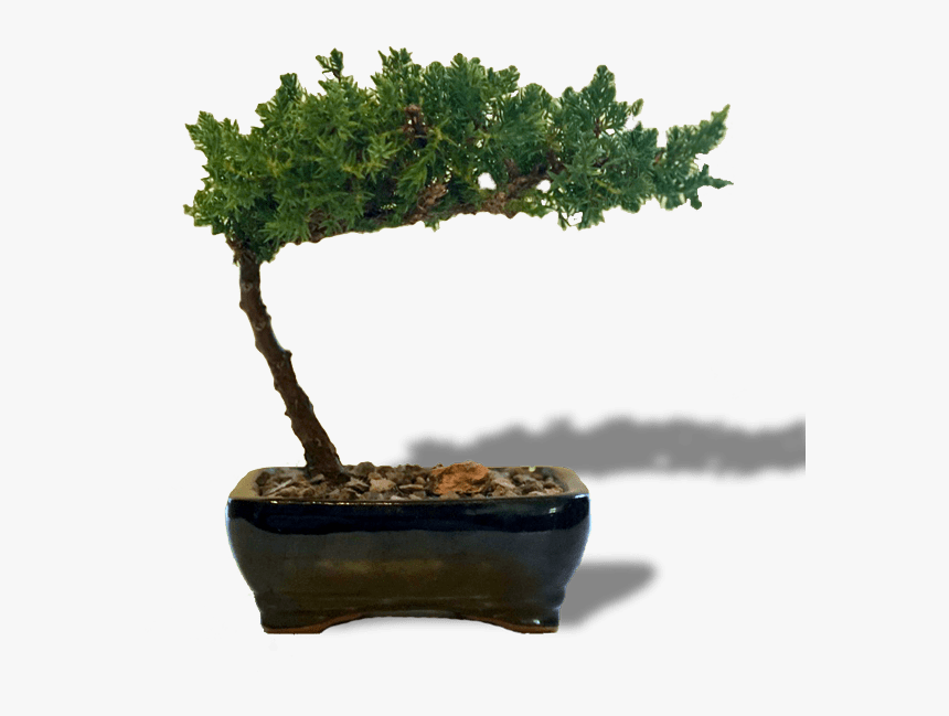 Bird S Affordable Juniper Transparent Background - Bonsai, HD Png Download, Free Download