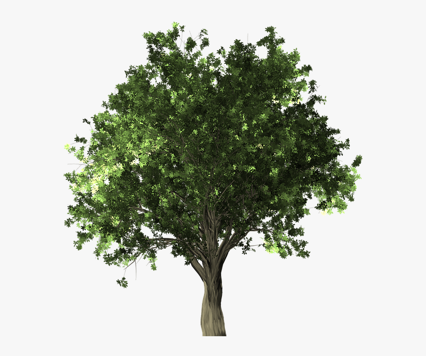 Japanese Trees Png, Transparent Png, Free Download