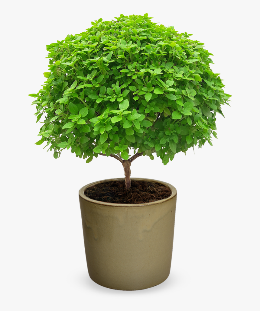 Basil Tree Png, Transparent Png, Free Download