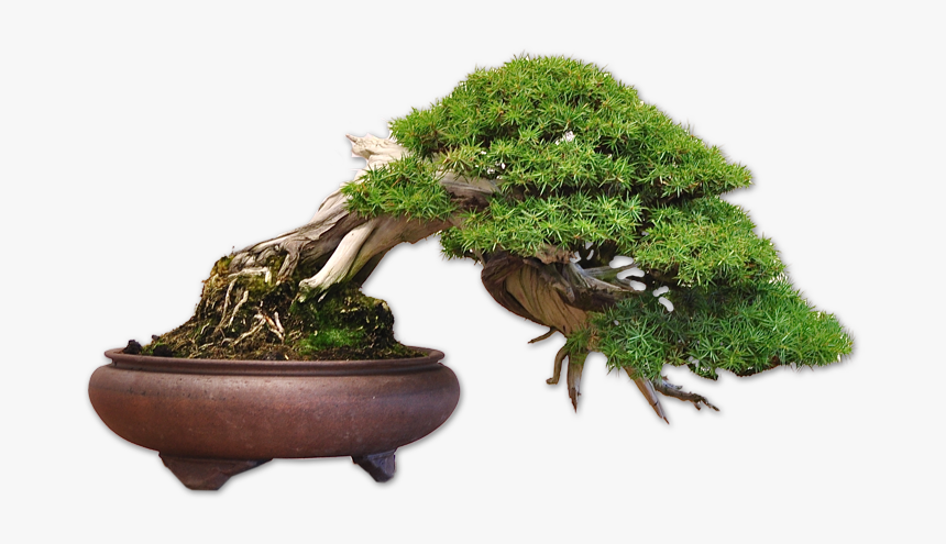 Tree01 - Japanese Bonsai Tree Png, Transparent Png, Free Download