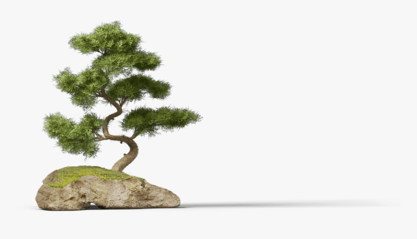 Bonsai Pine Png, Transparent Png, Free Download