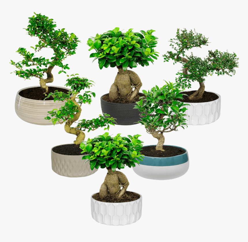 Aldi Bonsai, HD Png Download, Free Download