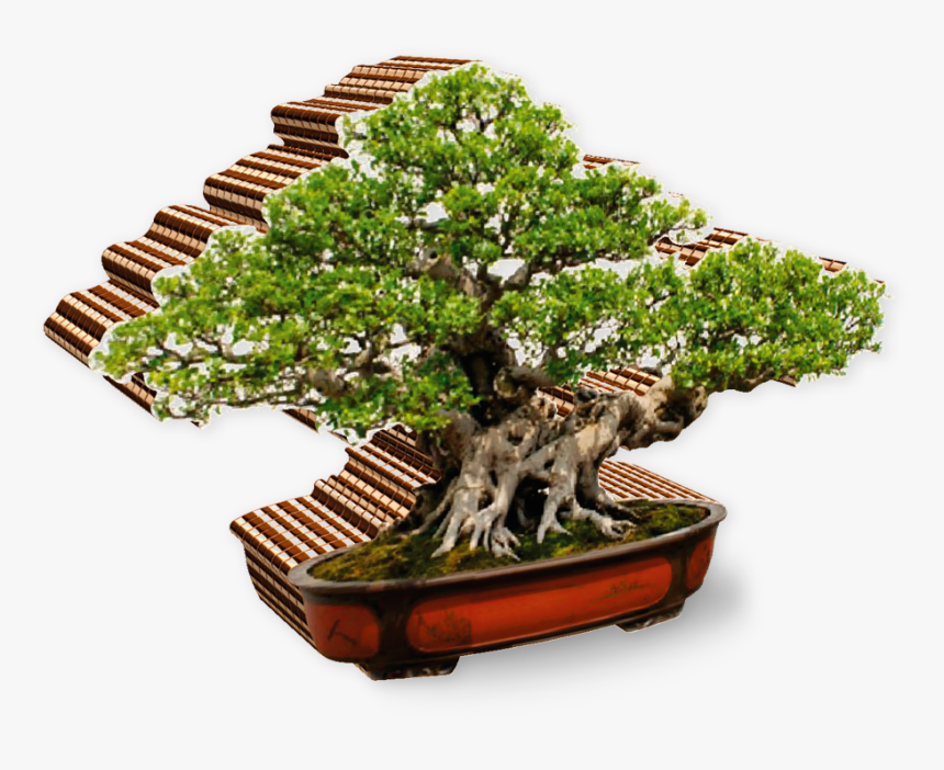 Transparent Bonsai Clipart - Download Bonsai, HD Png Download, Free Download