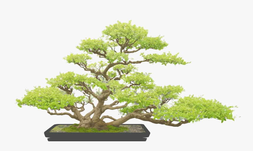 Bonzaï , Png Download - Bonsai Transparent Png, Png Download, Free Download