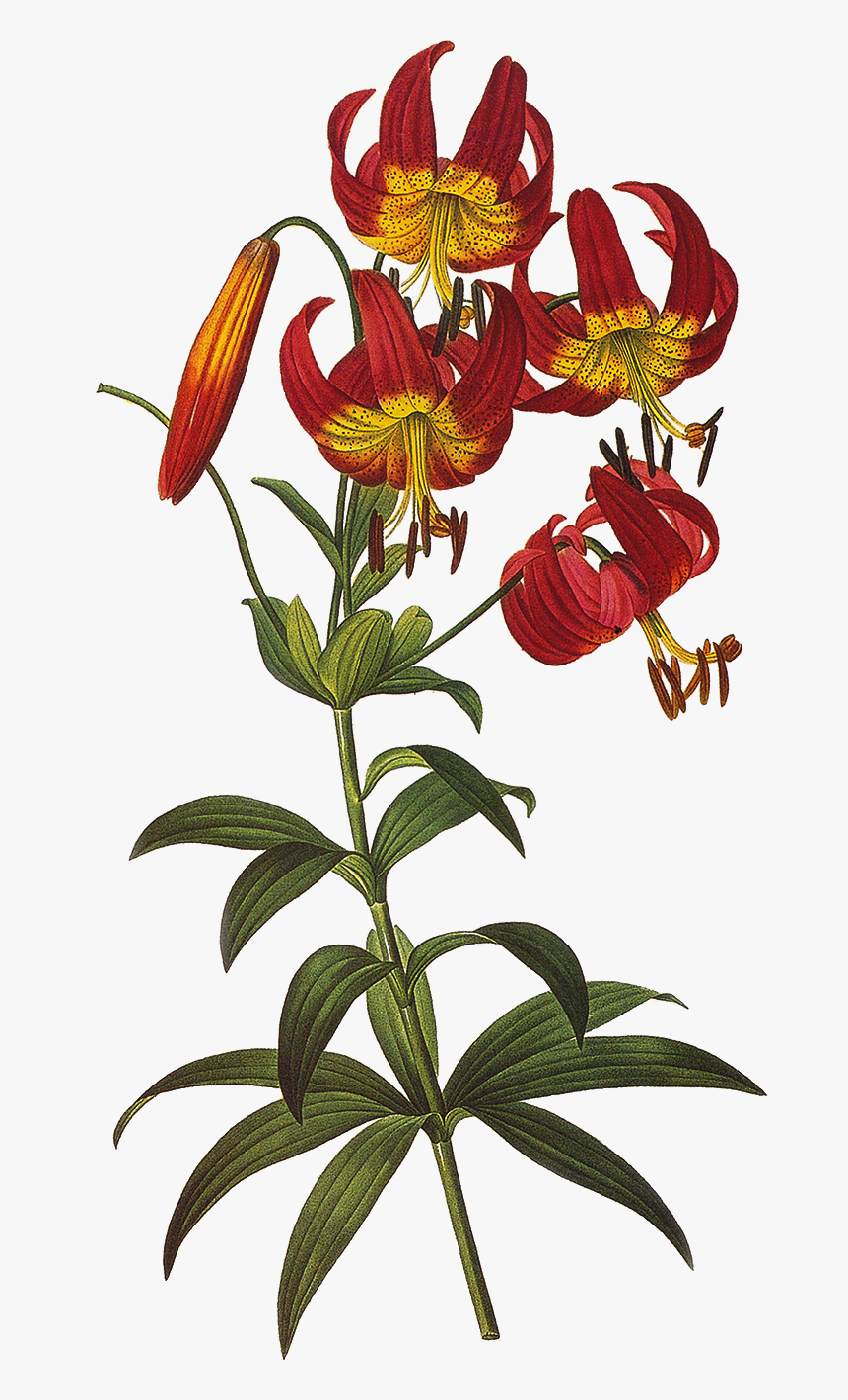 Лилия саранка рисунок