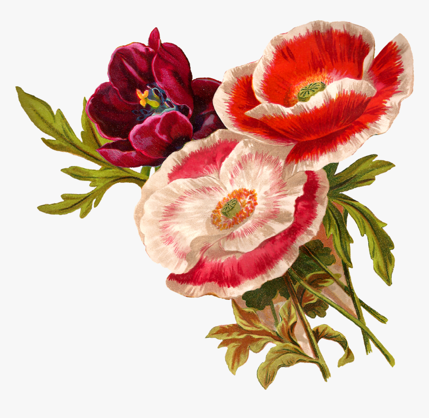 Botanical Flower Illustration Png, Transparent Png, Free Download