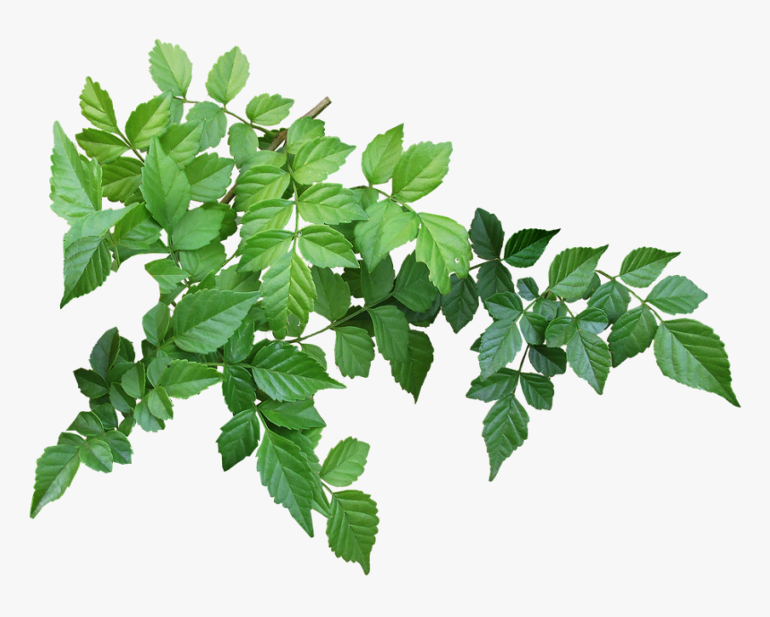 Transparent Branch With Leaves Png - Branch With Leaves Png, Png Download, Free Download