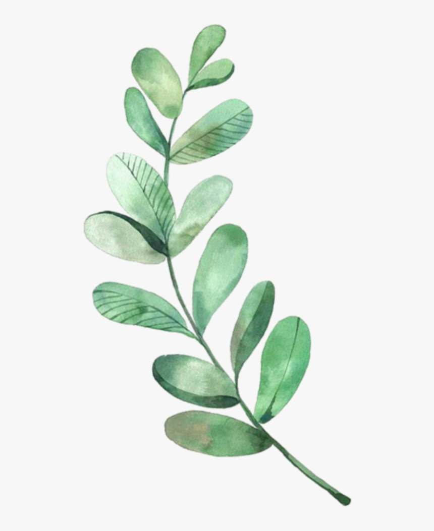 #tree-branch #tree #trees #leaves #leave #olivebranch - Watercolor Eucalyptus, HD Png Download, Free Download