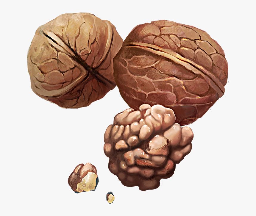 Walnuts - Walnut Png, Transparent Png, Free Download