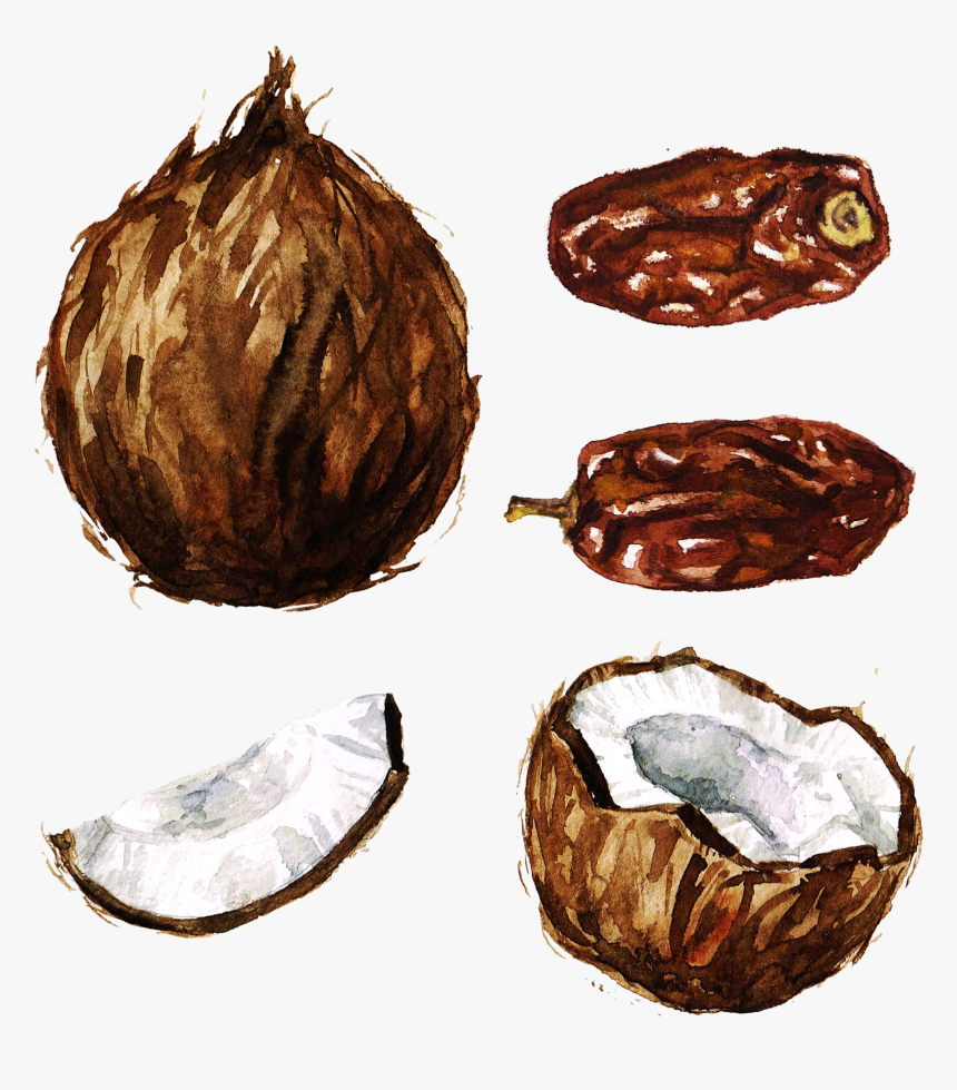 Nut Clipart Walnut - Date Fruit Watercolor Png, Transparent Png, Free Download