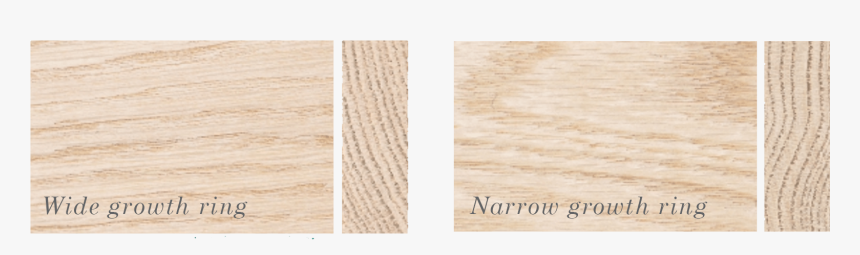 Growth Ring - Plywood, HD Png Download, Free Download
