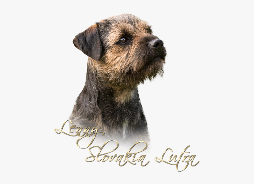 Lenny - Border Terrier, HD Png Download, Free Download