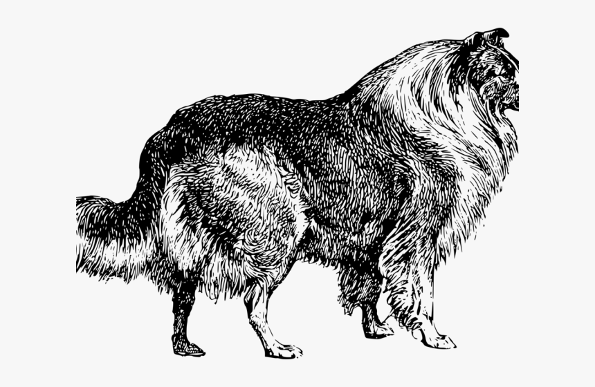 Border Collie Clipart Tribal - Rough Collie, HD Png Download, Free Download